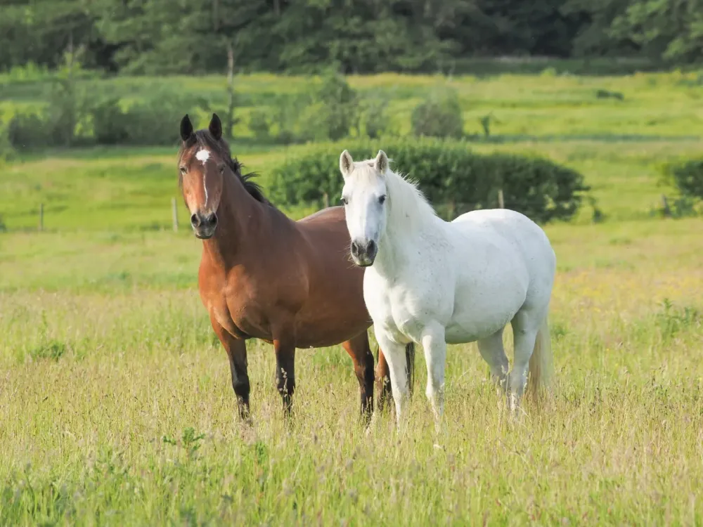 Stage d'équitation près de Annonay