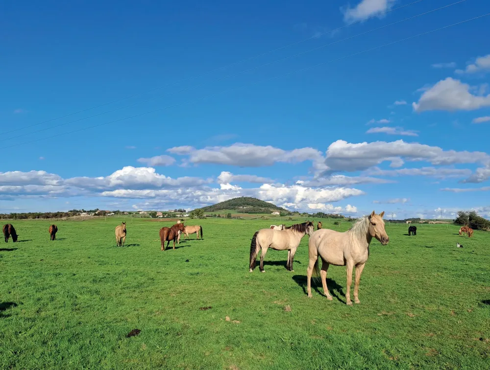 Pension pour chevaux près de Annonay