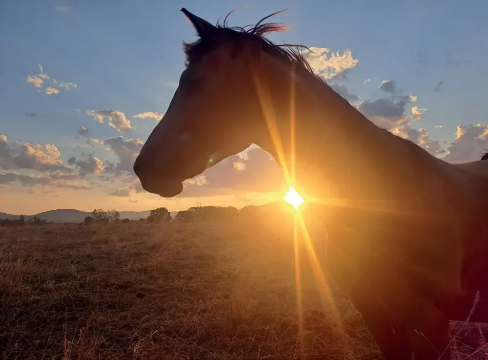cheval-soleil