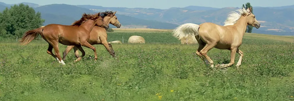 chevaux-pre